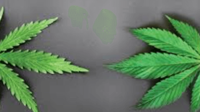 indica and sativa cannabis