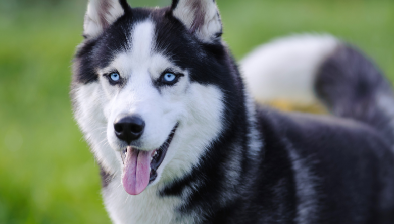 How to Take Care of Huskies in India