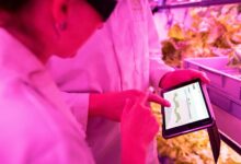 stellar prism fueling growth